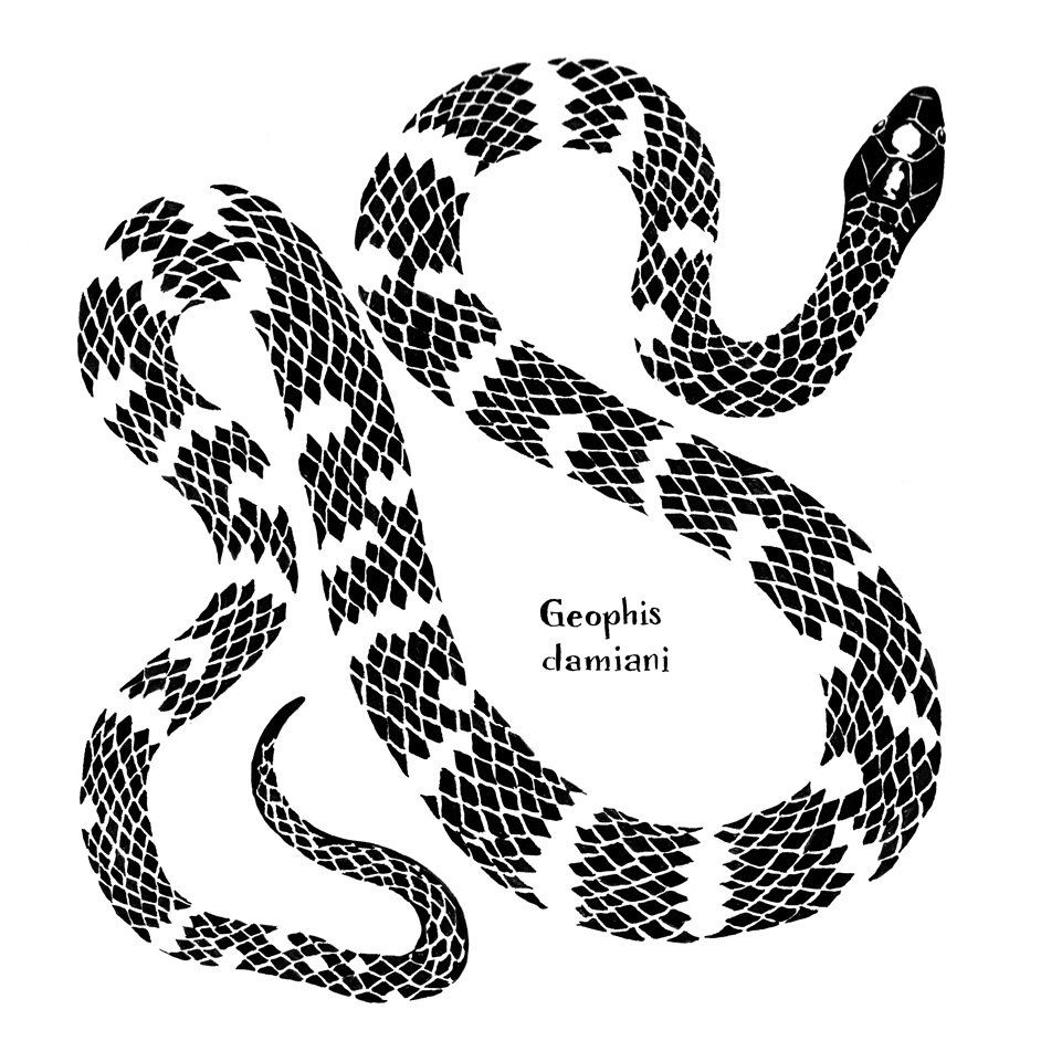 Texíguat Earth Snake