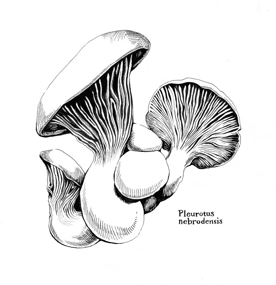 White Ferula Mushroom