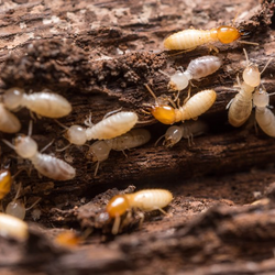 A group of termites are crawling on a piece of wood.