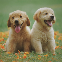Two puppies are sitting next to each other in a field of flowers.