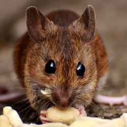 A close up of a mouse eating a piece of food