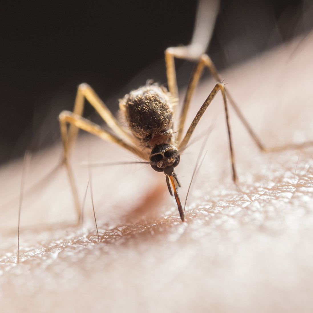 A close up of a mosquito on a person 's arm