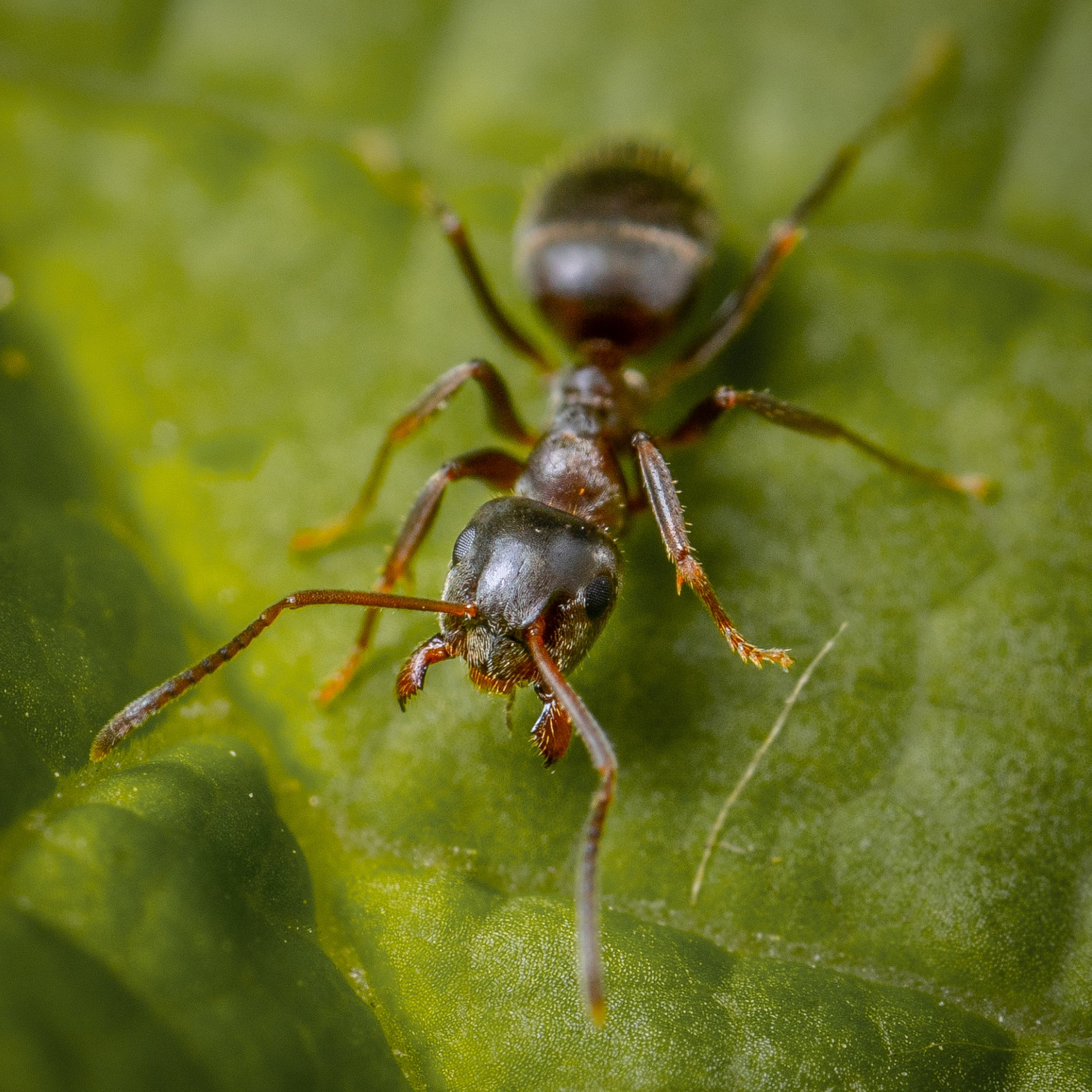 A close up of an ant on a green leaf.