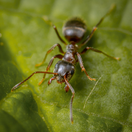 A close up of an ant on a green leaf.