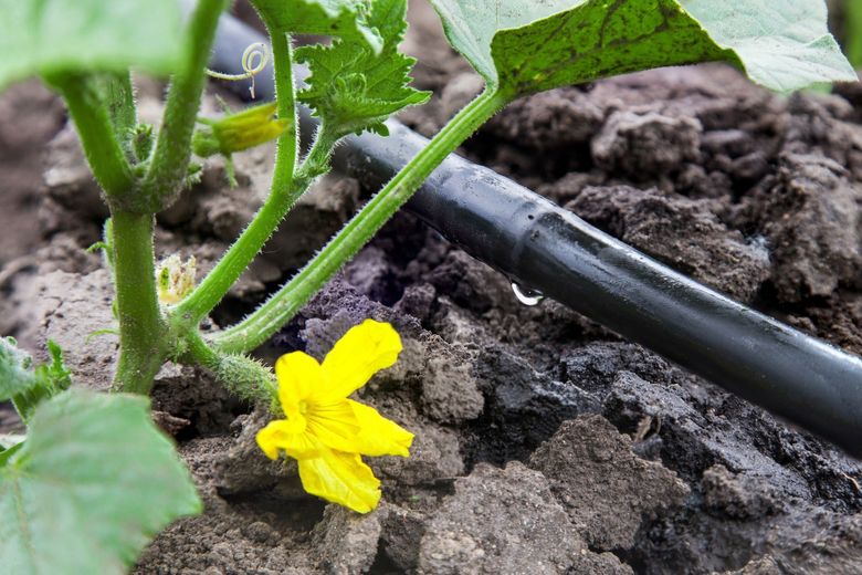 A cucumber plant with a yellow flower and a drip irrigation system.