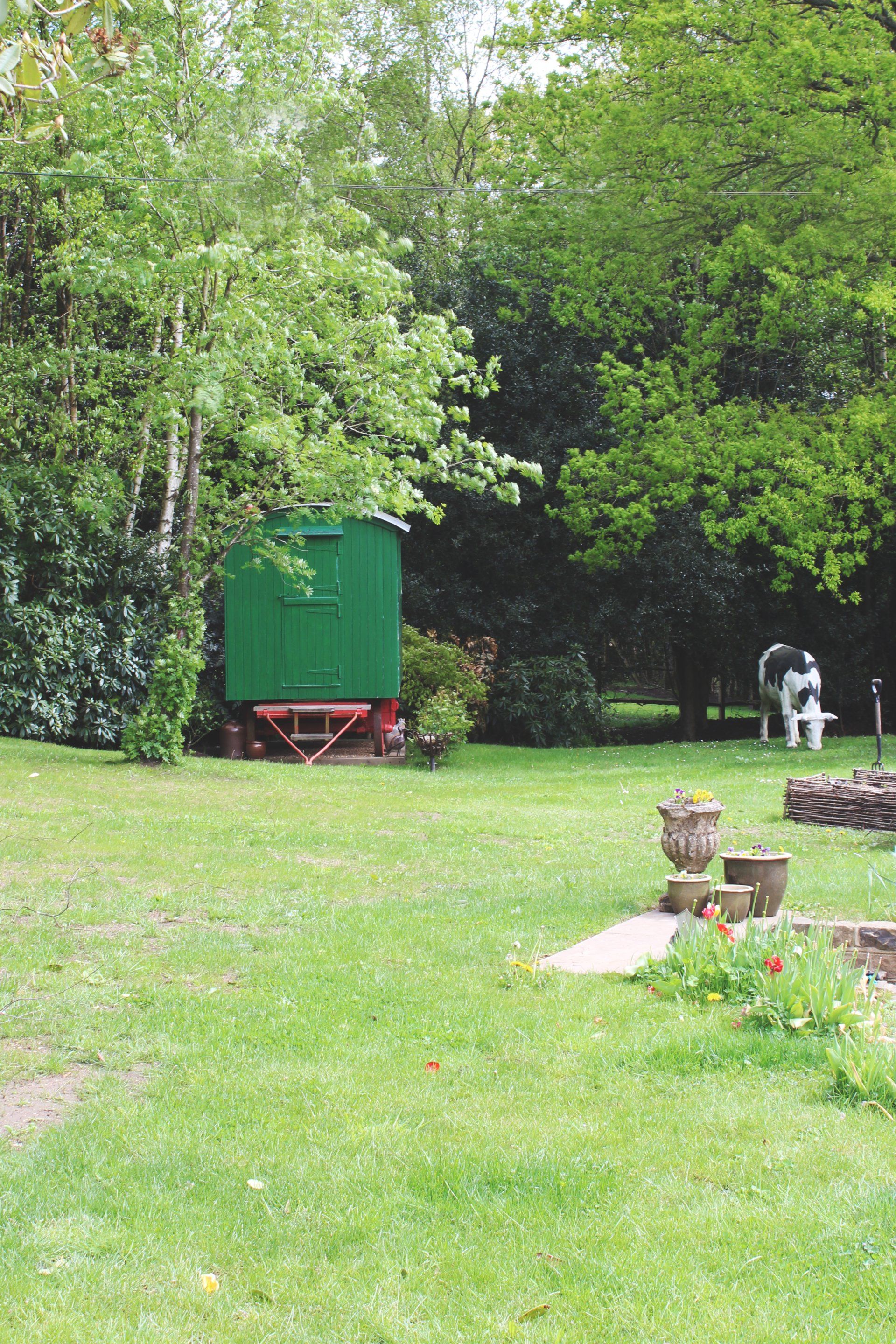 Picture of back garden and plastic cow