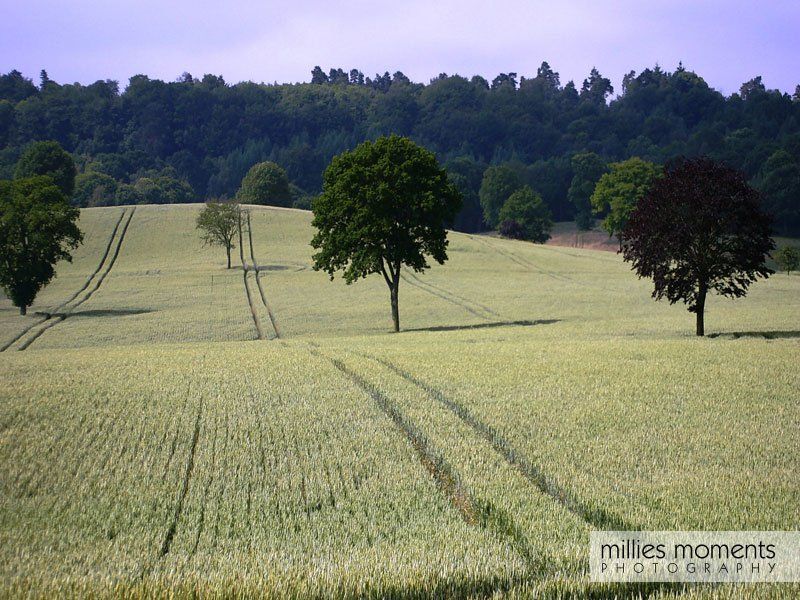 Corn field