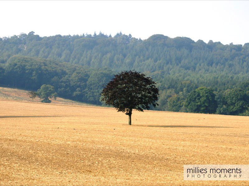 Tree in the middle of a golden corn field