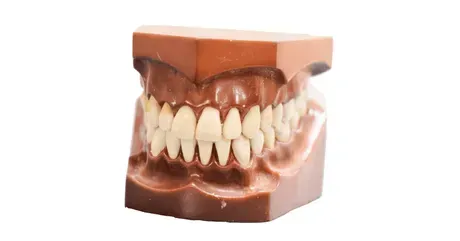 Dental Hygiene 