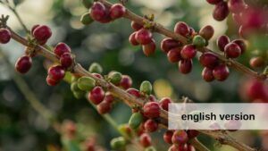 A bunch of coffee beans are growing on a tree branch