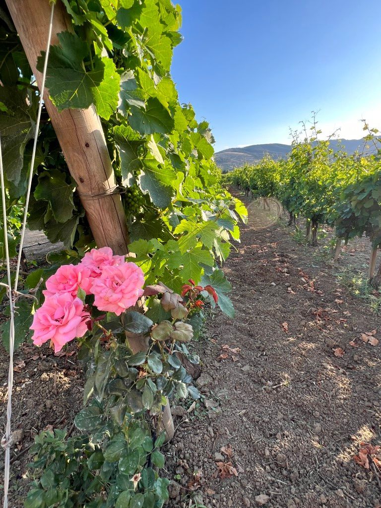 The Barburi grape growing at Antioche Vineyards