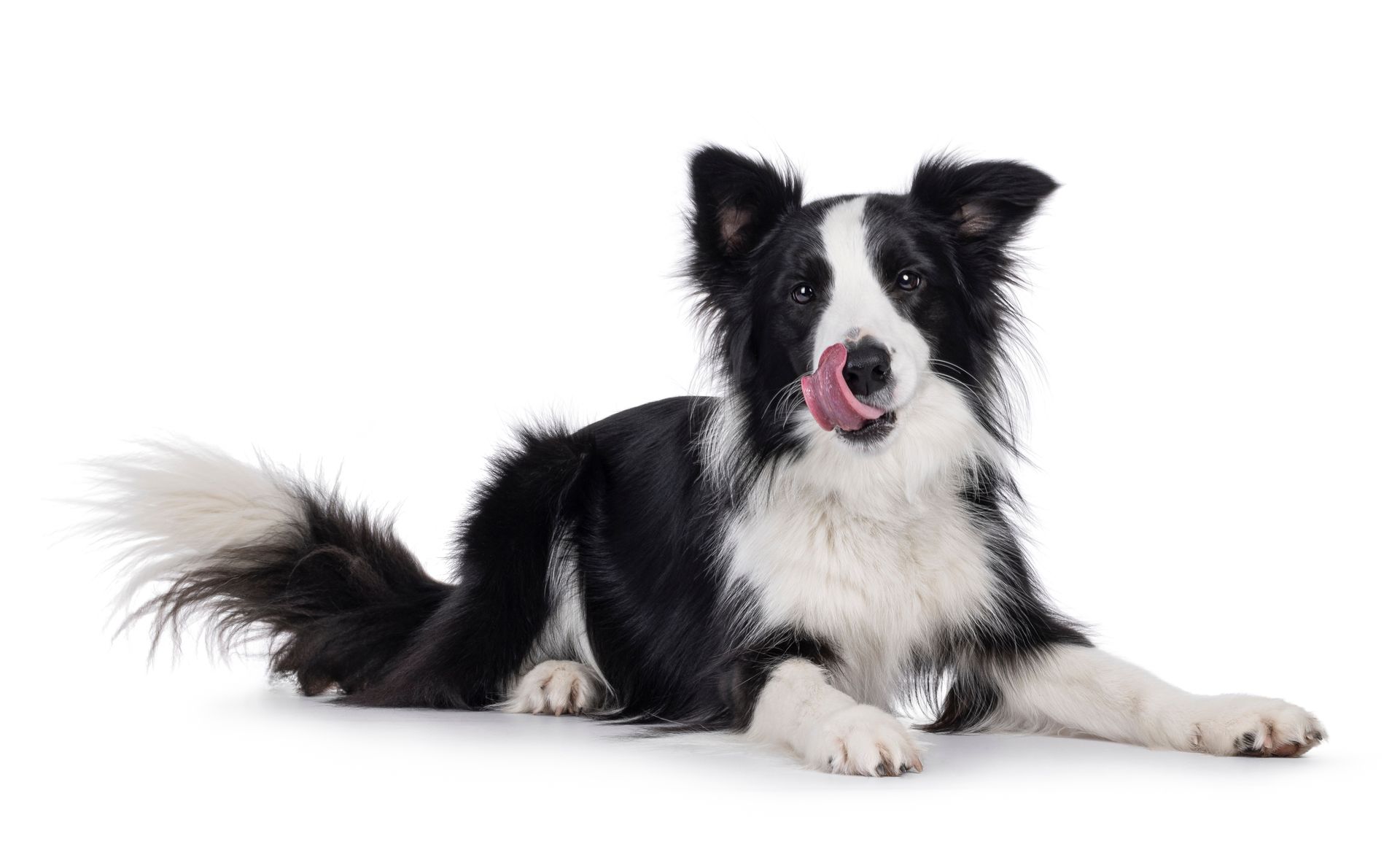 Black and white Border Collie dog