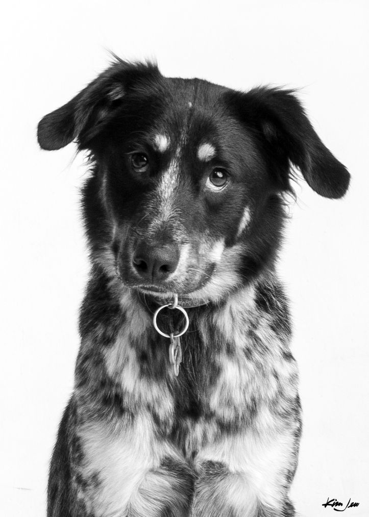 A black and white photo of a dog with a collar.