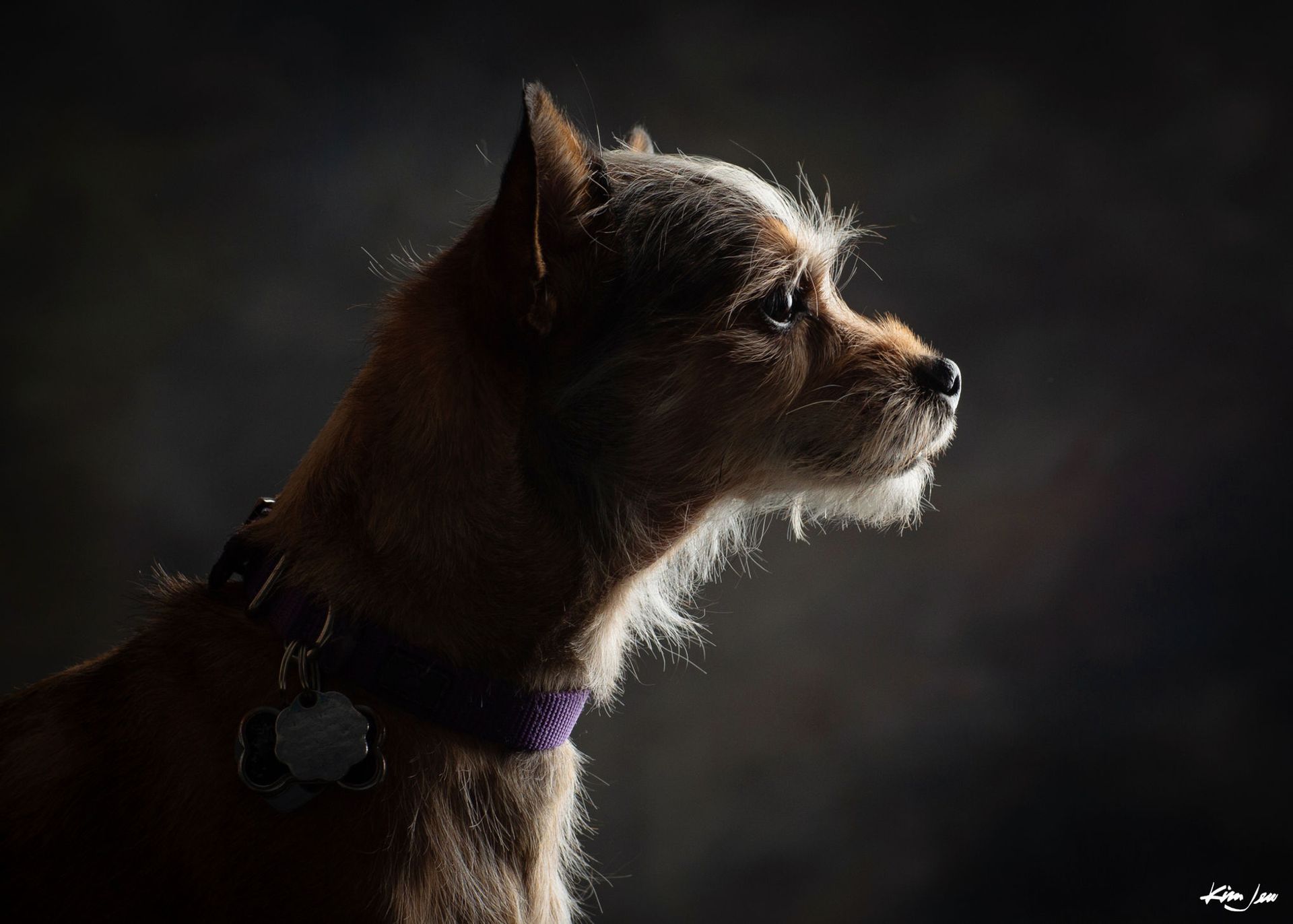 A small dog with a purple collar is looking up in the dark.