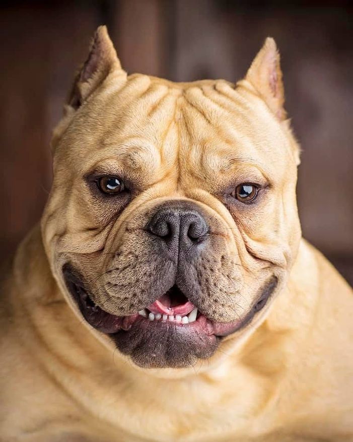 A close up of a dog 's face with its mouth open.