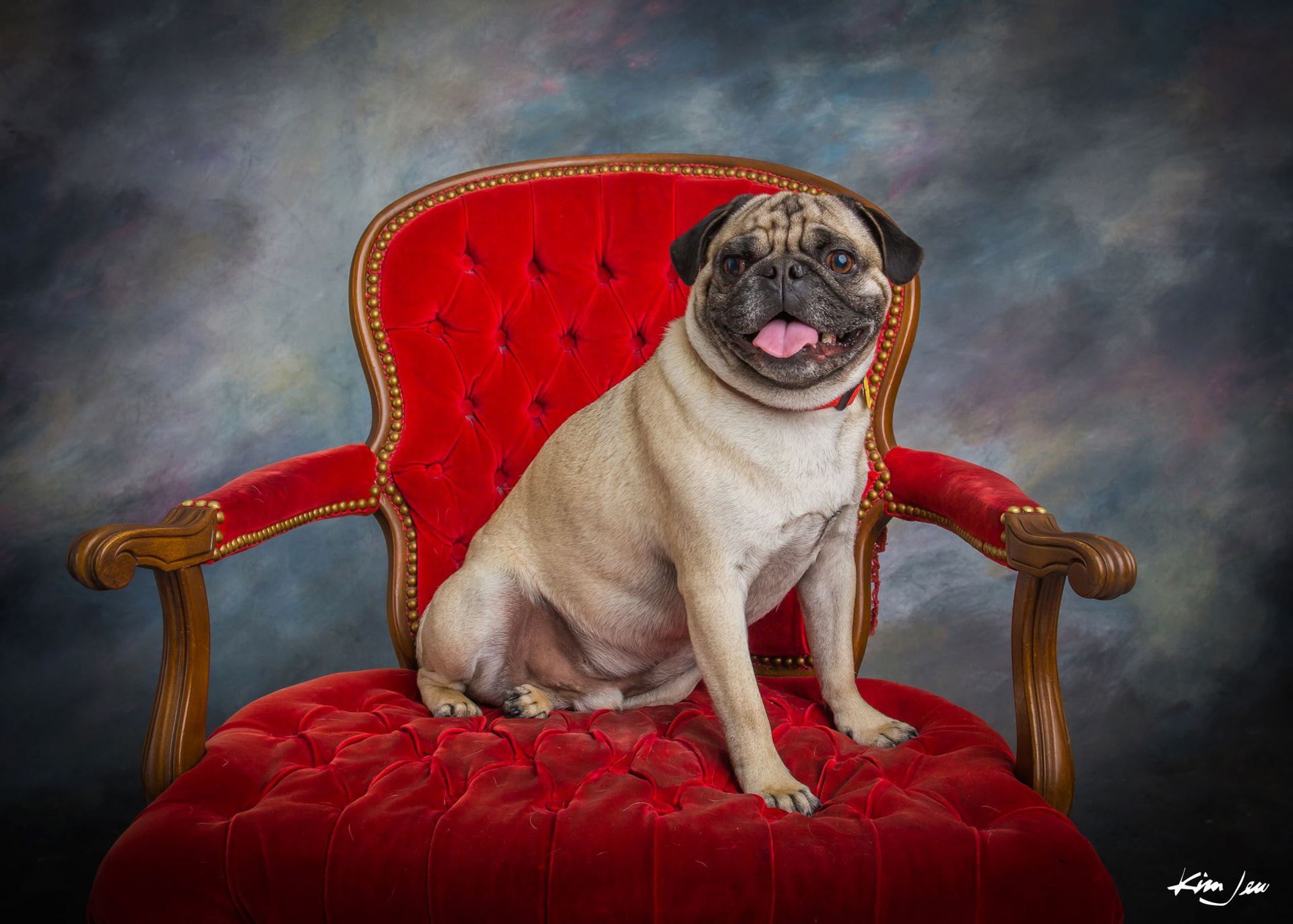 A pug dog is sitting in a red chair.