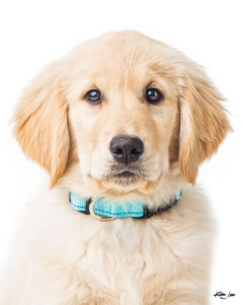 A golden retriever puppy wearing a blue collar is looking at the camera.