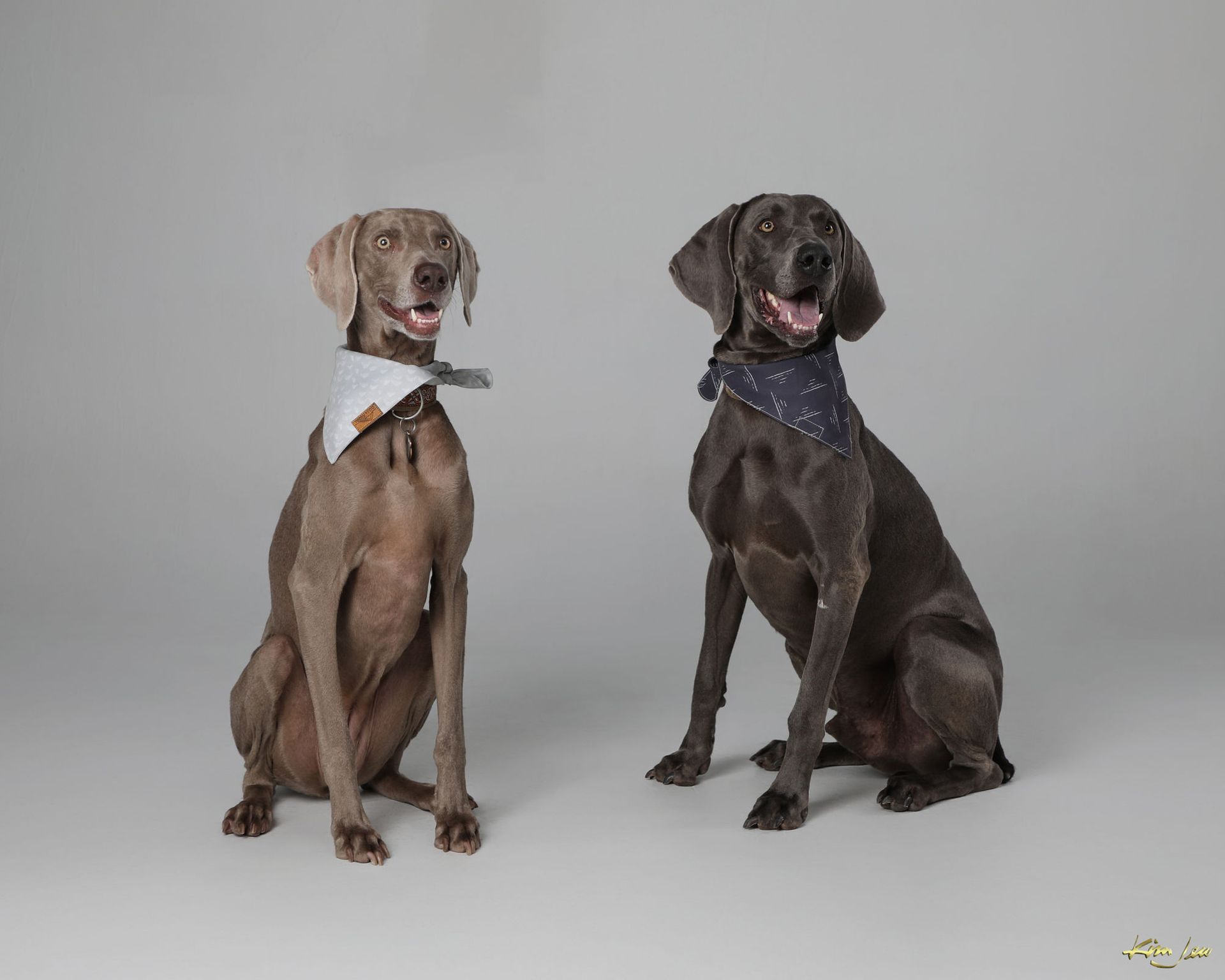 Two dogs wearing bandanas are sitting next to each other.