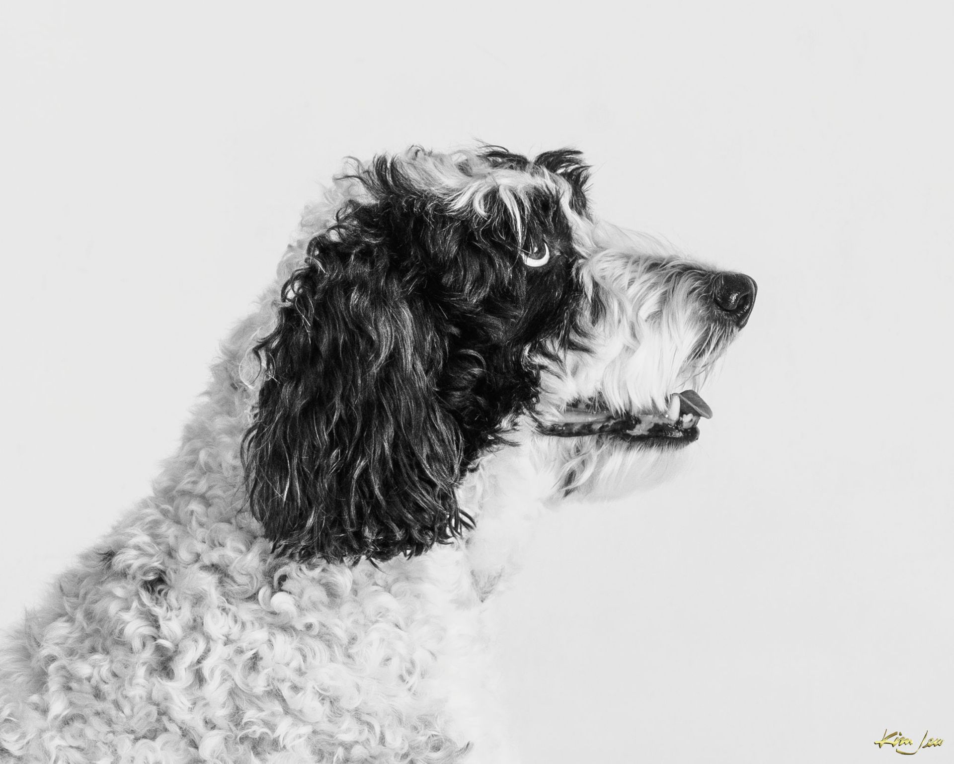 A black and white photo of a cocker spaniel looking up.