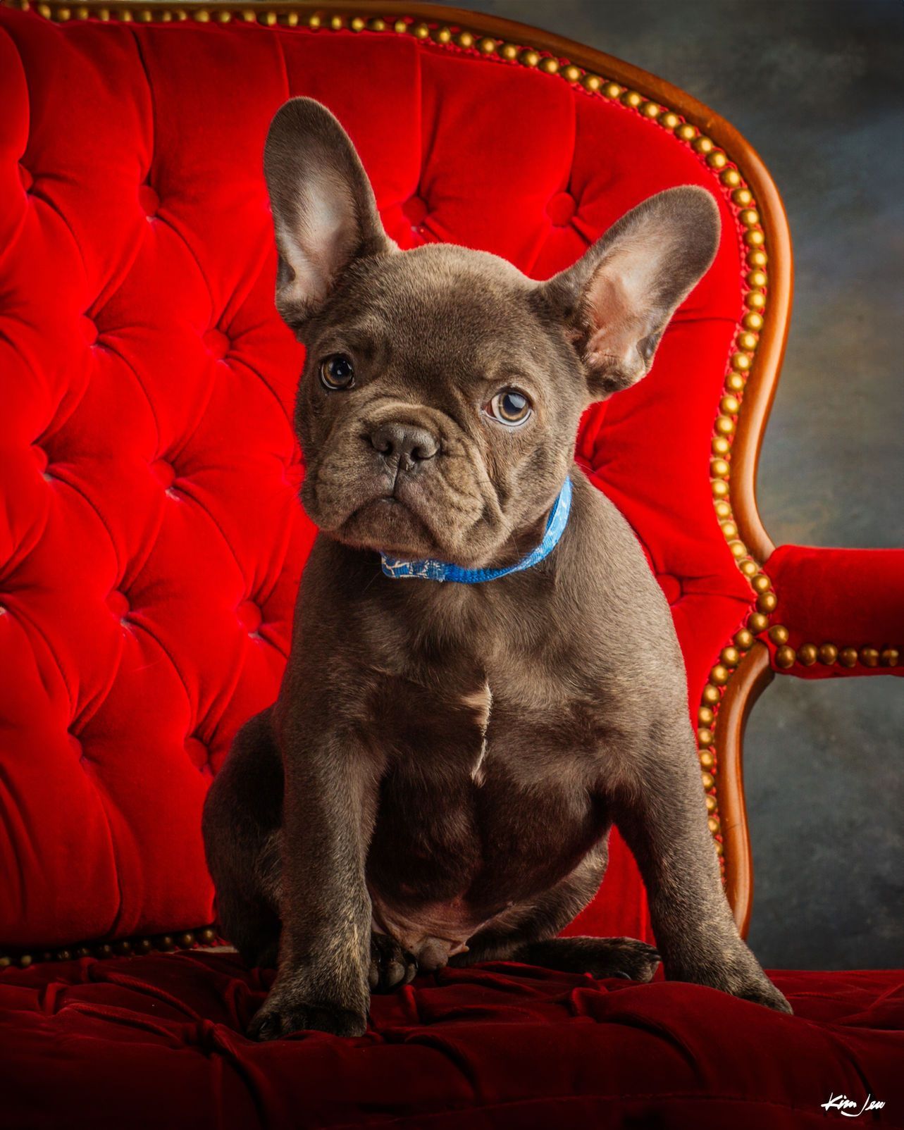 A french bulldog puppy is sitting on a red chair.