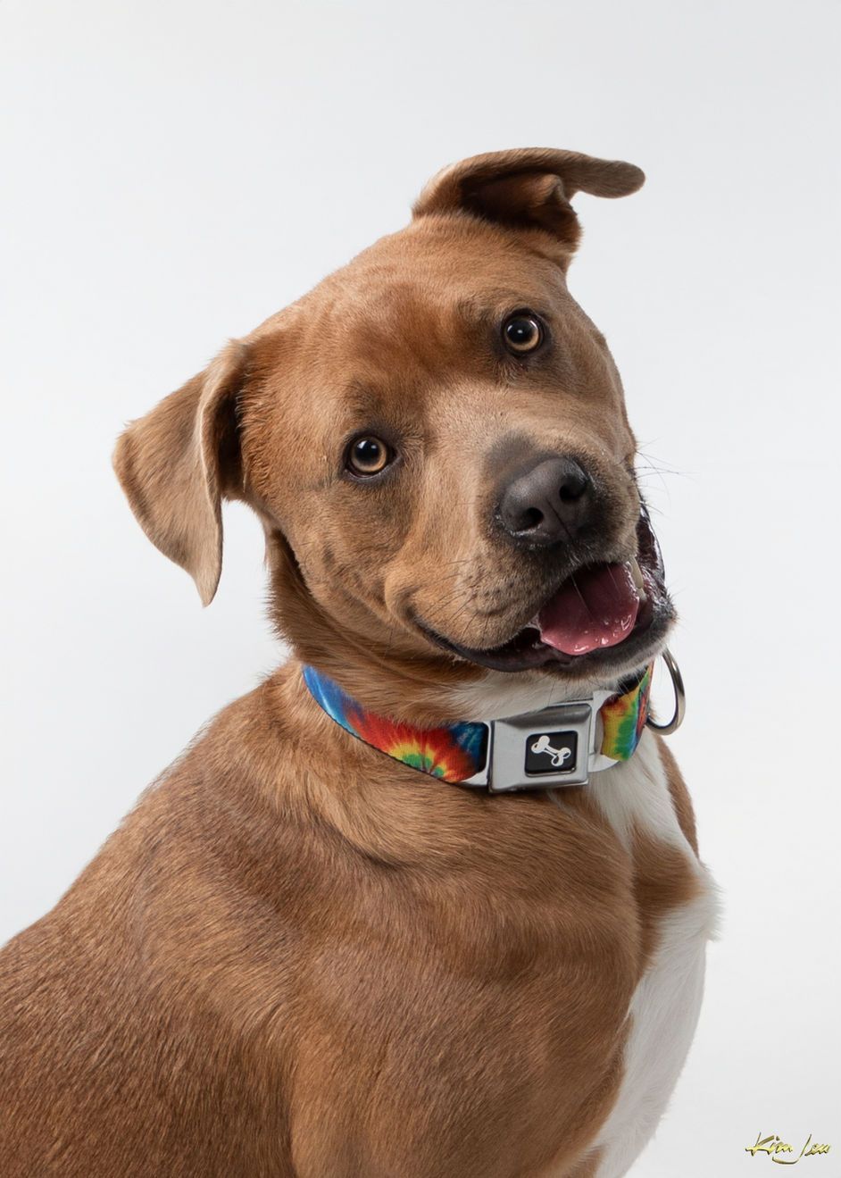 A brown and white dog wearing a seat belt collar