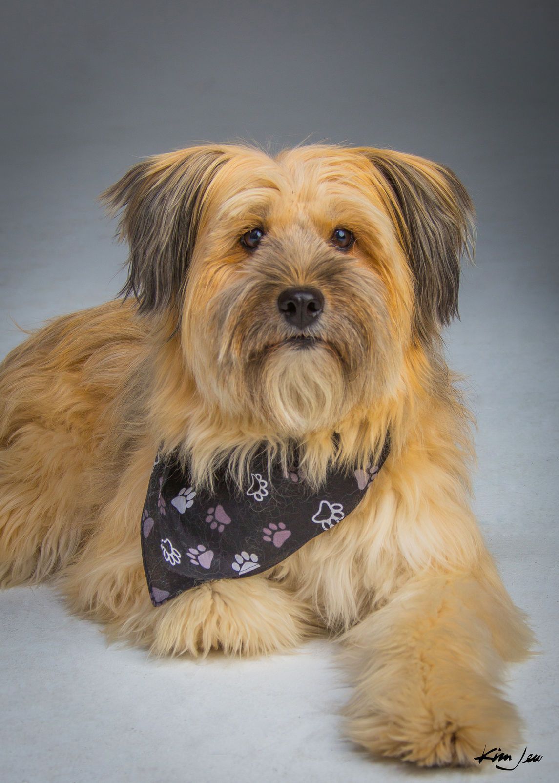 A small brown dog wearing a black bandana is laying down and looking at the camera.