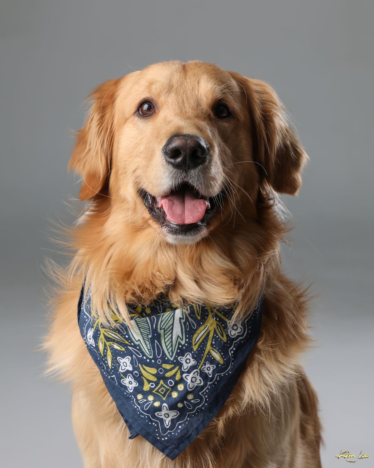 A golden retriever wearing a blue bandana is looking at the camera.