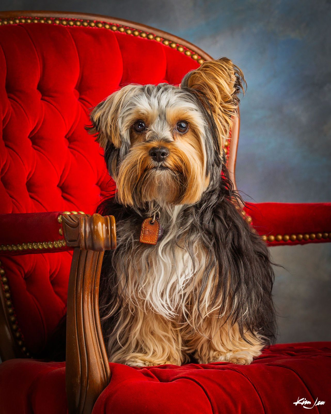 A small dog is sitting in a red chair.