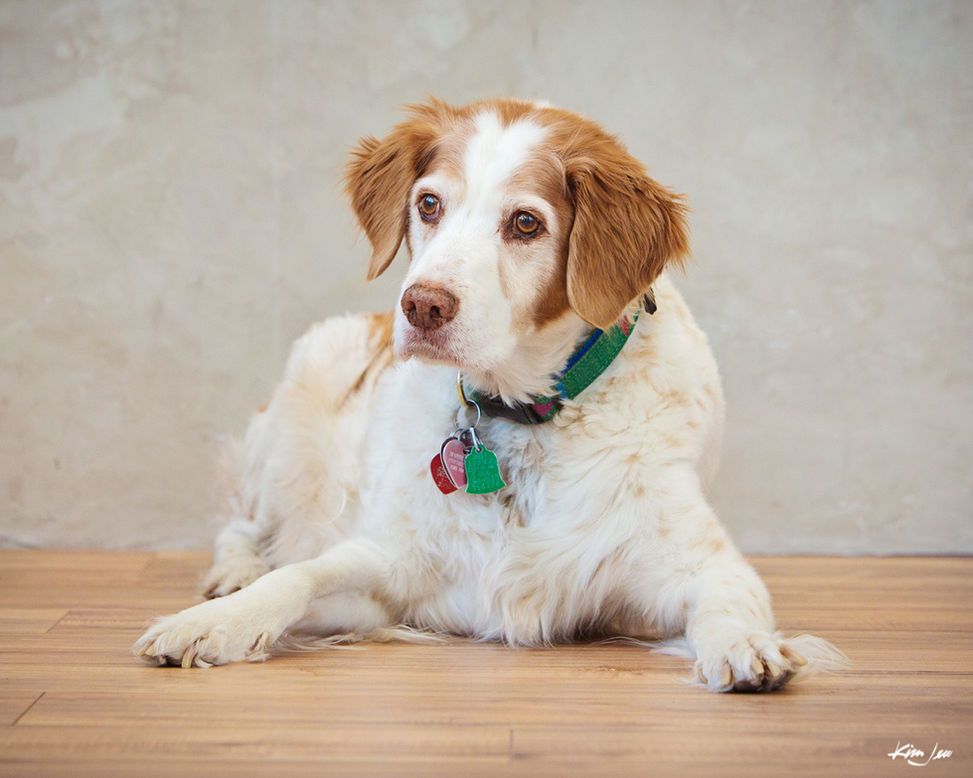 A brown and white dog is laying on a wooden floor.
