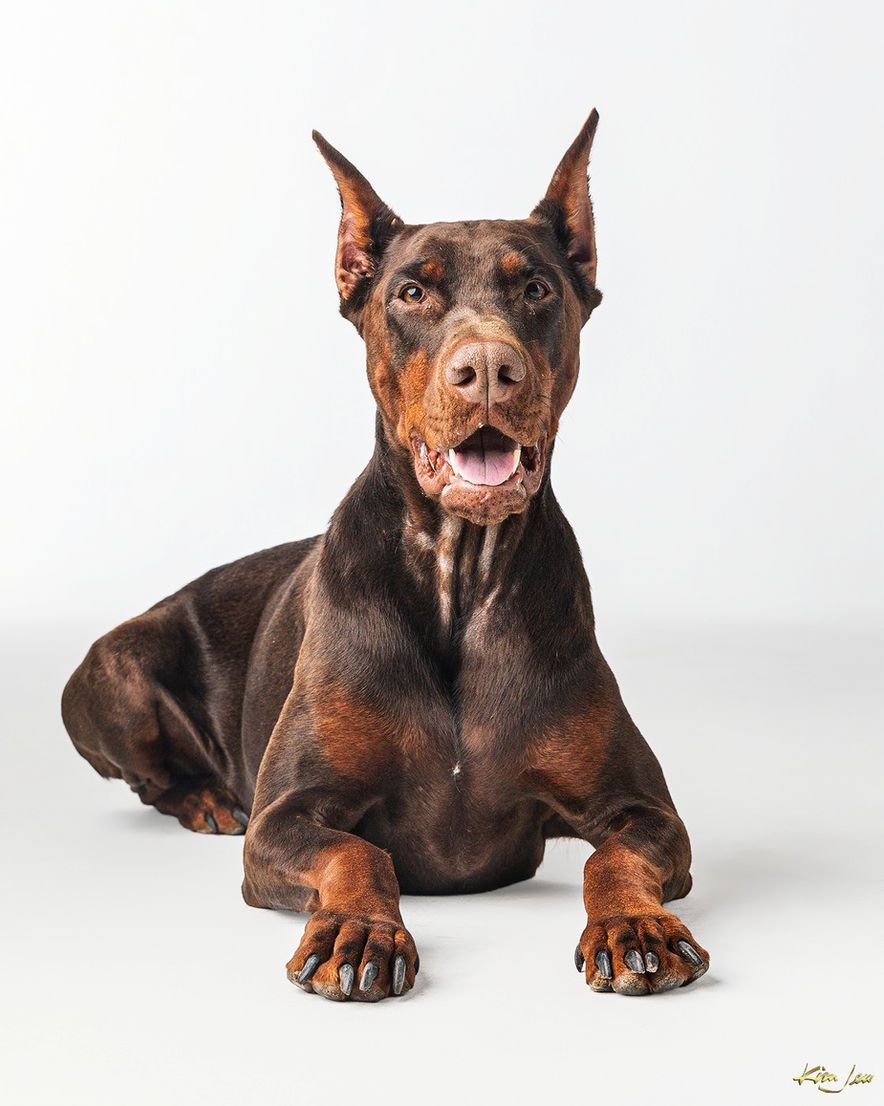 A brown doberman dog is laying down on a white surface.