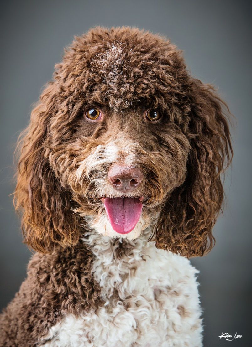 A brown and white poodle with its tongue hanging out is looking at the camera.