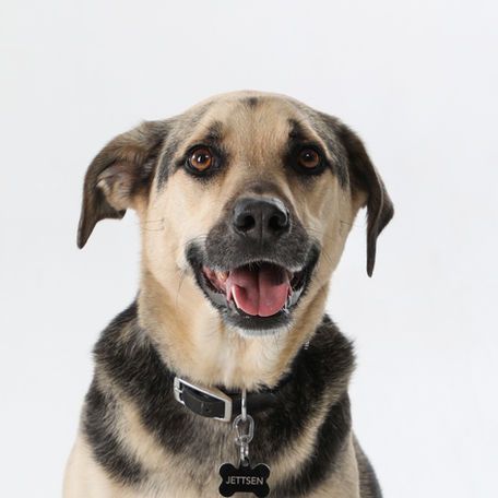 A dog with a tag that says jettson on it