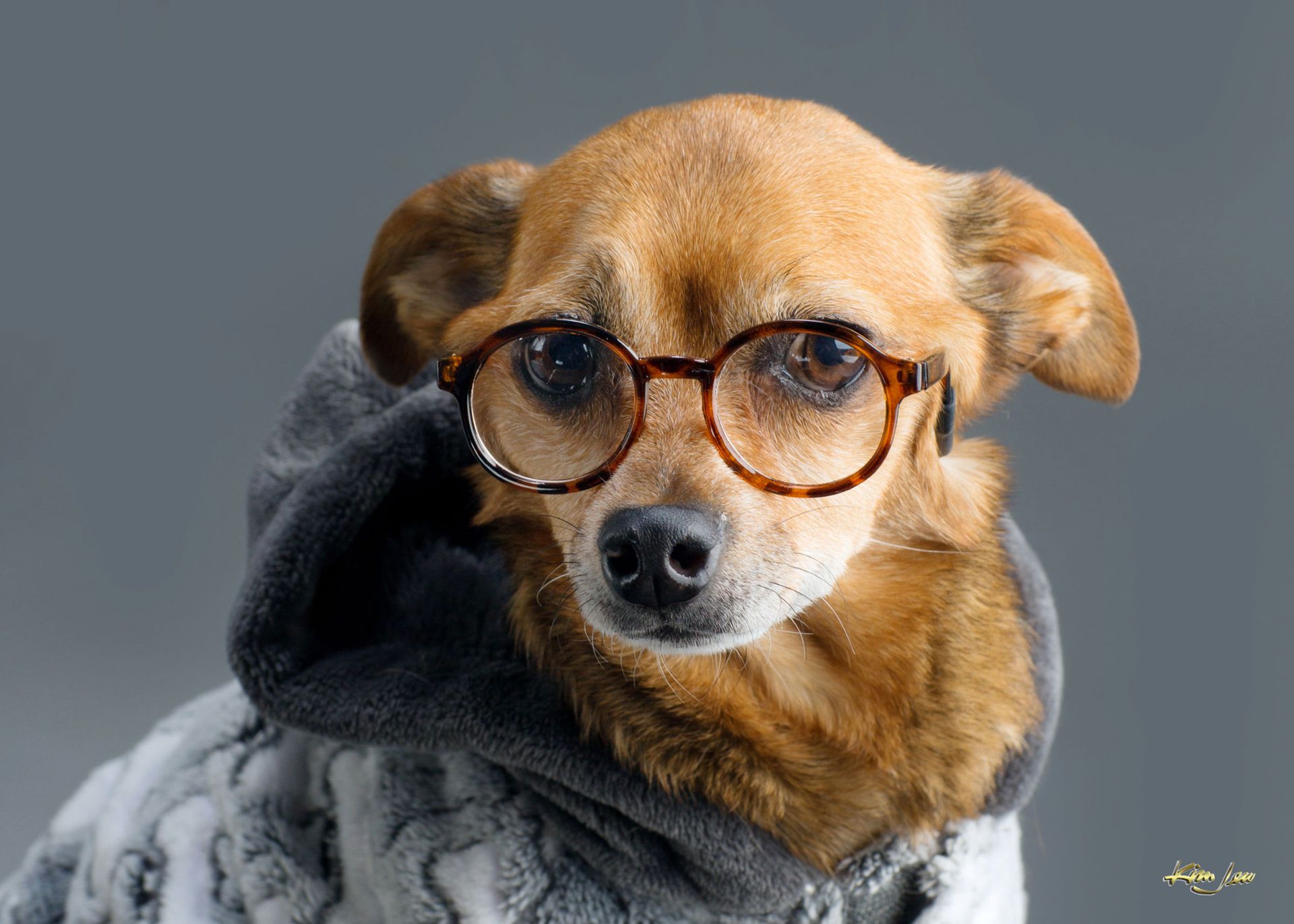 A small brown dog wearing glasses and a sweater.
