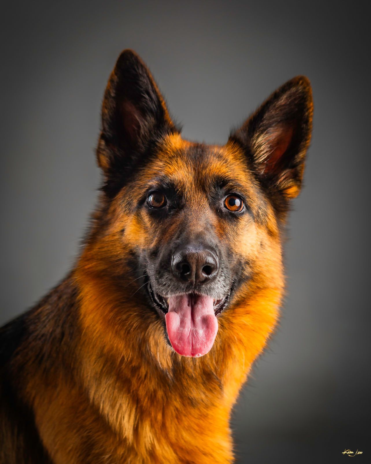 A german shepherd dog with its tongue out is looking at the camera.
