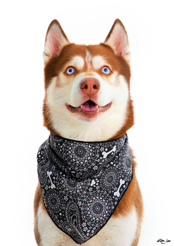 A husky dog wearing a bandana with bones on it