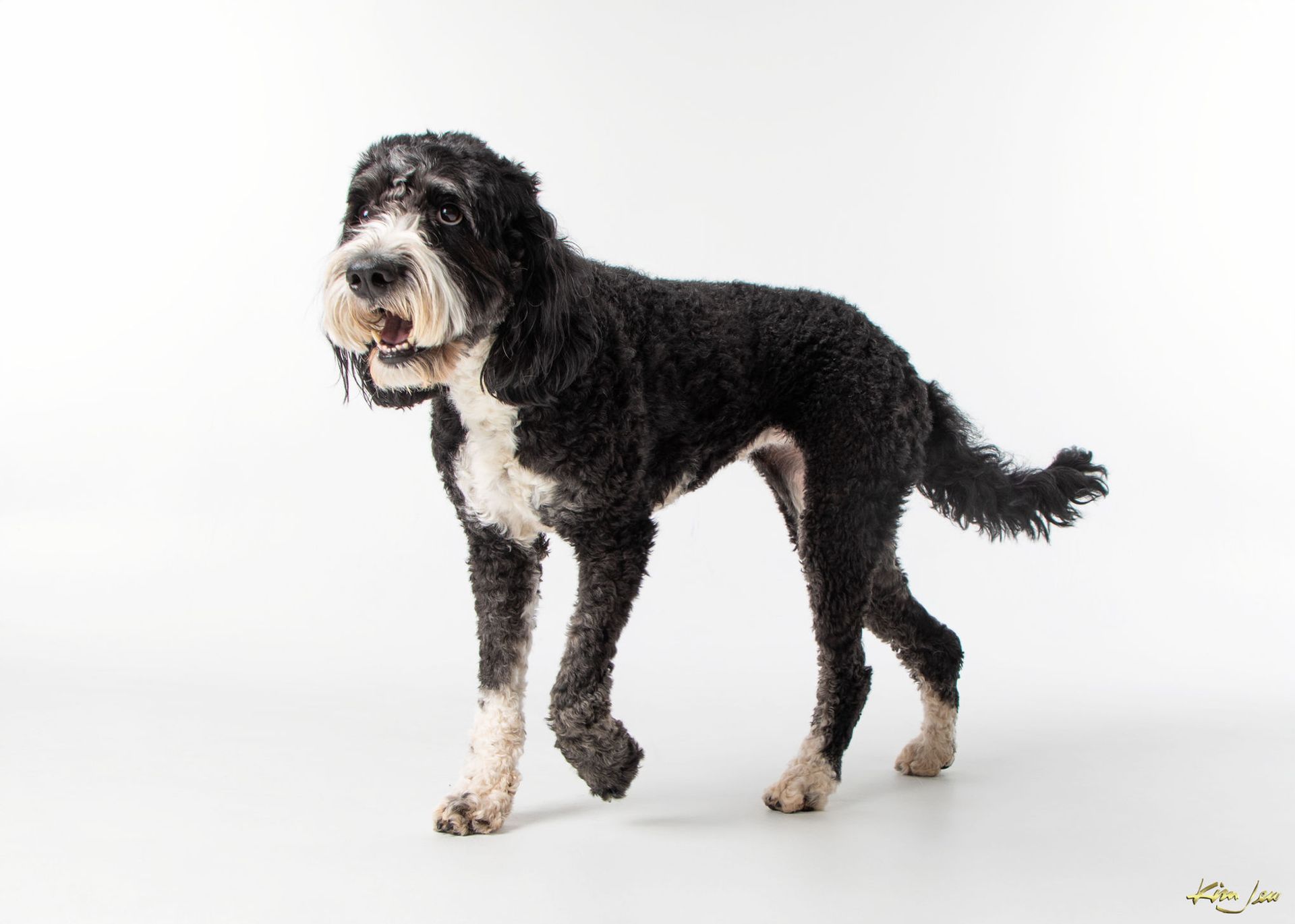 A black and white dog is standing on a white surface.