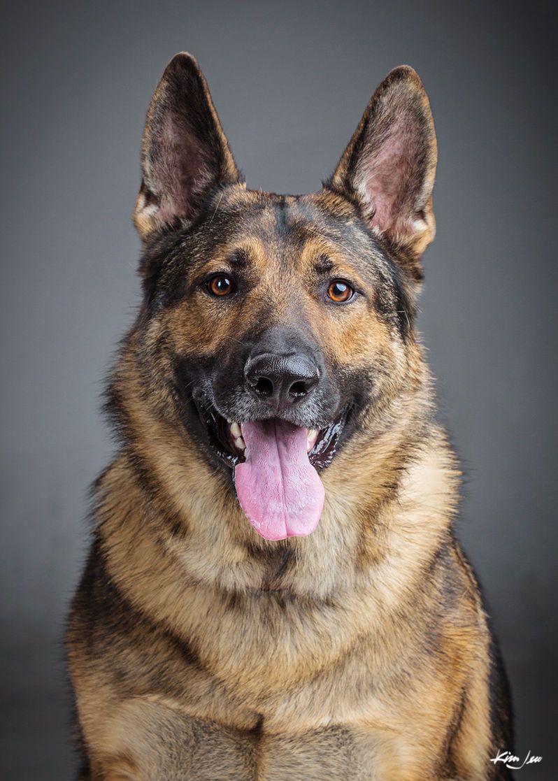 A german shepherd dog is sitting down with its tongue hanging out and looking at the camera.