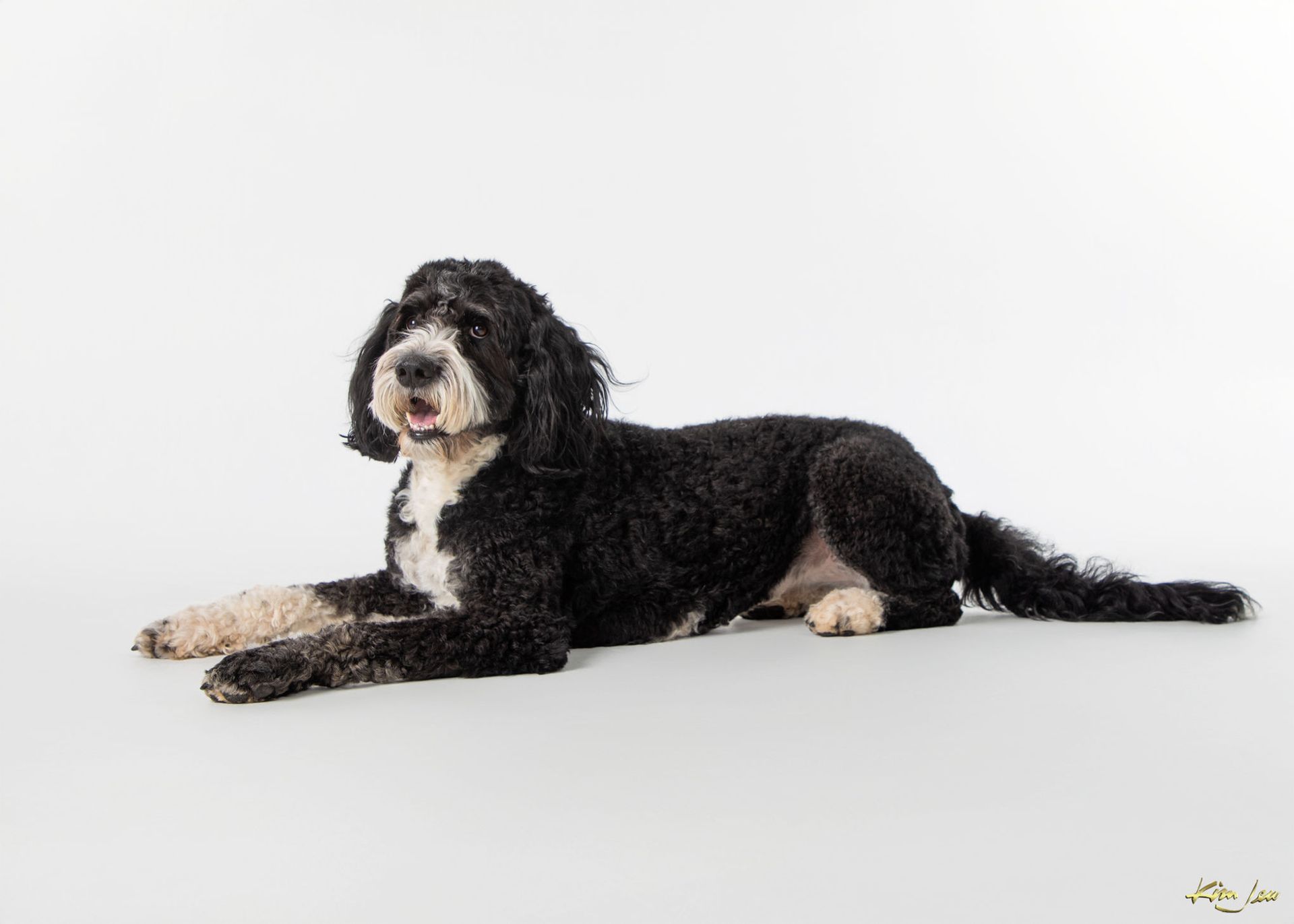 A black and white dog is laying down on a white surface.