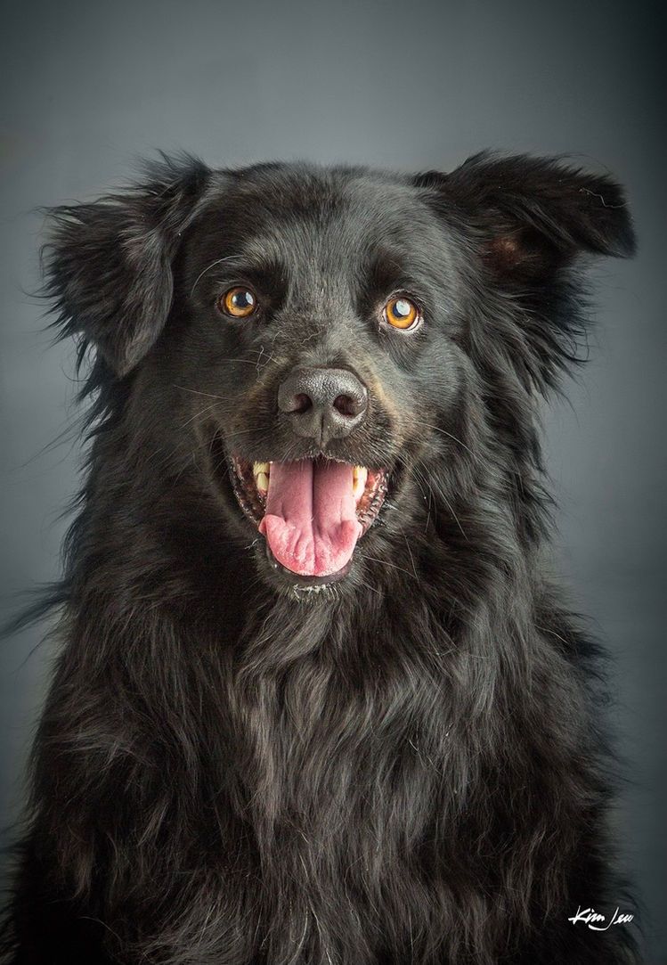 A close up of a black dog with its tongue out.
