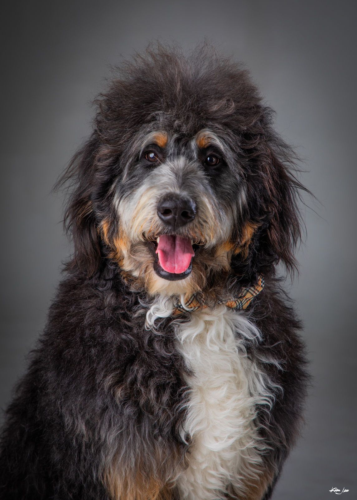 A black and white dog with its tongue out is sitting on a gray background.