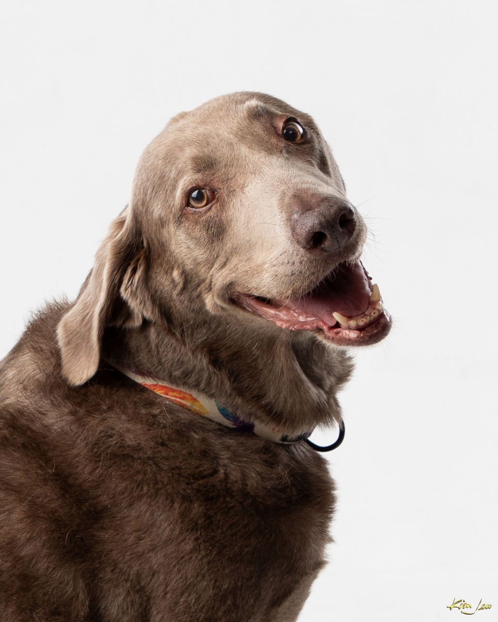 A close up of a brown dog with its mouth open on a white background.
