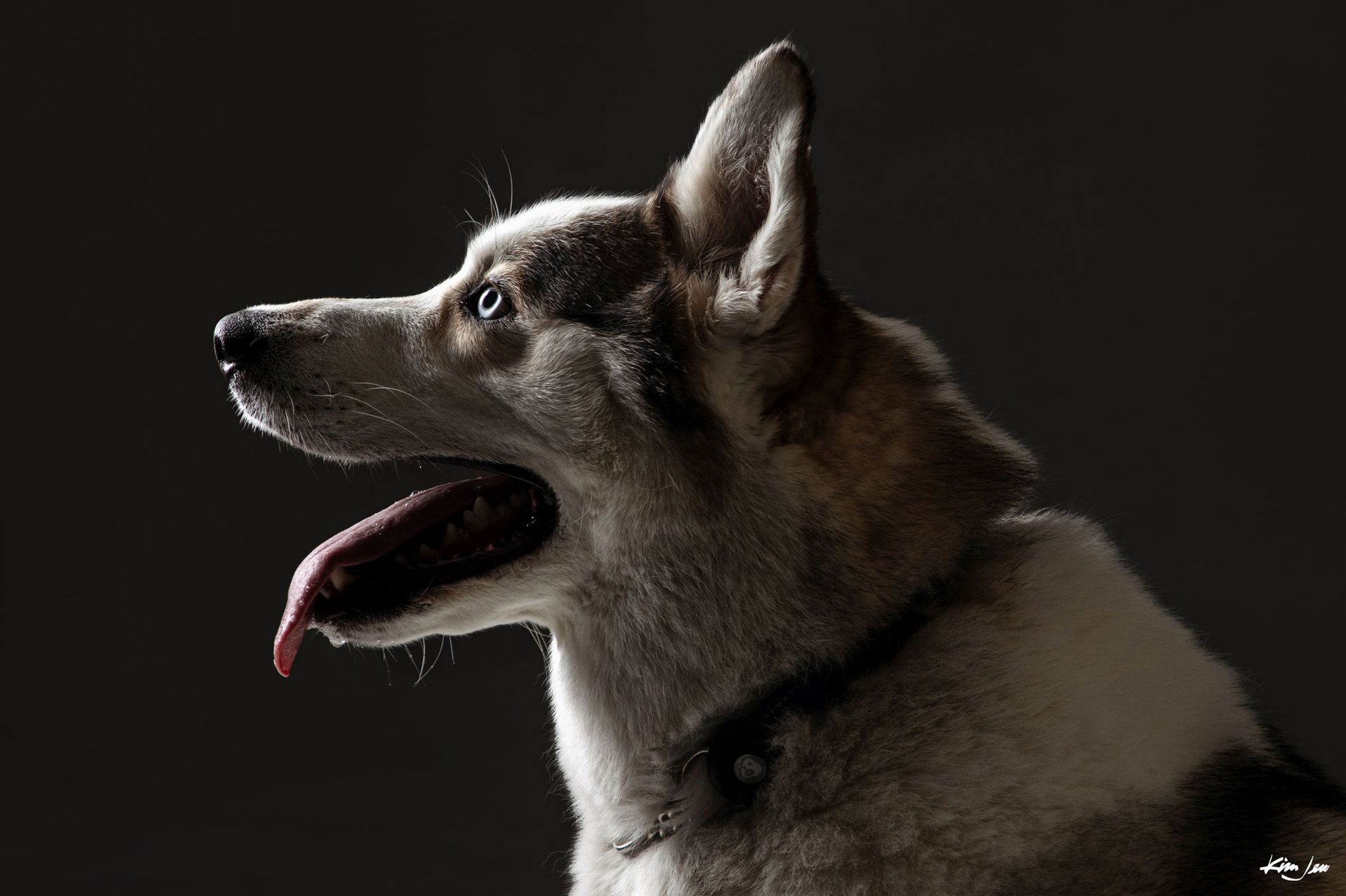 A close up of a husky dog with its tongue hanging out.