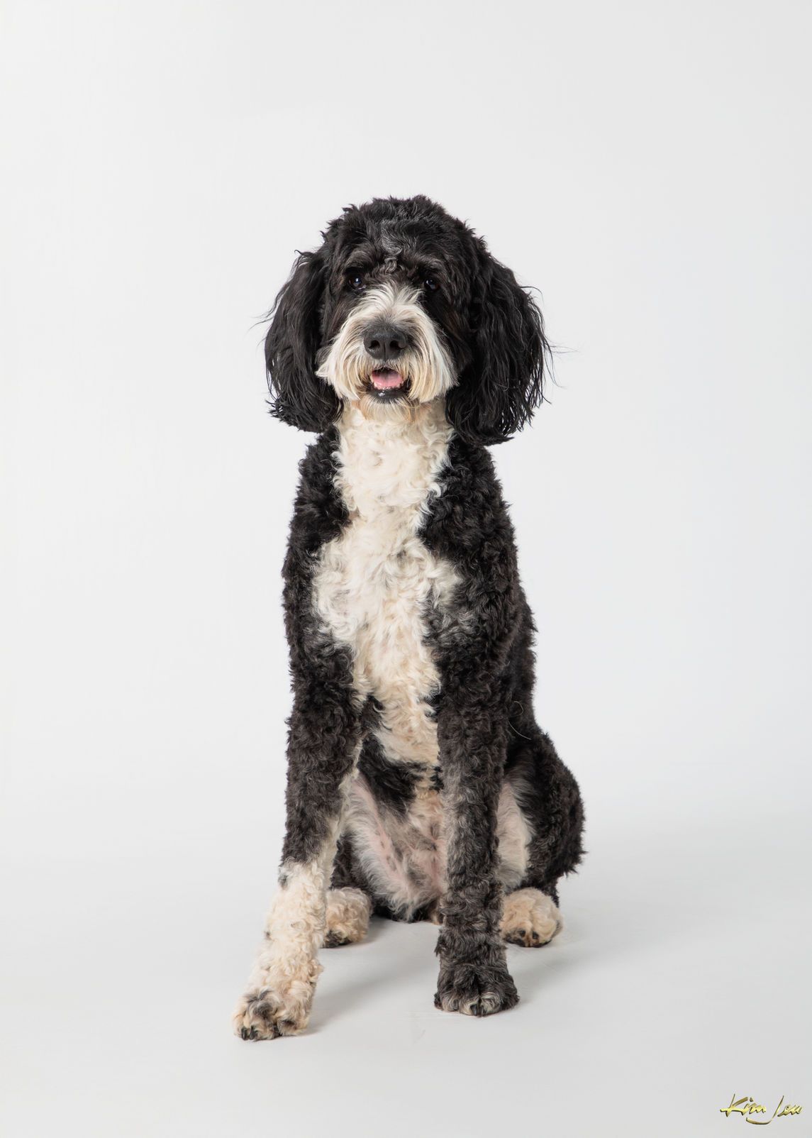 A black and white dog is sitting on a white background.