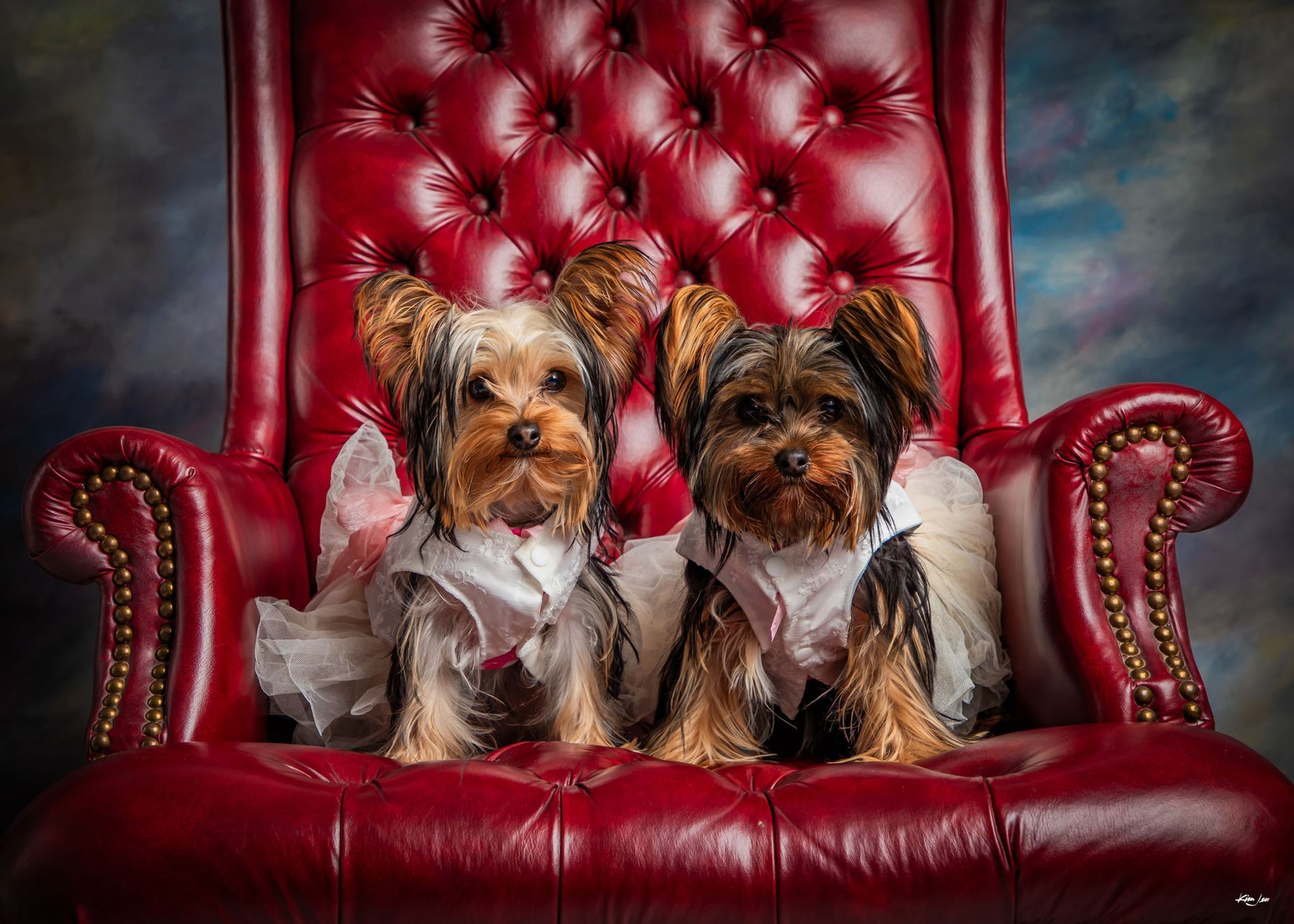 Two yorkshire terriers are sitting on a red leather chair.