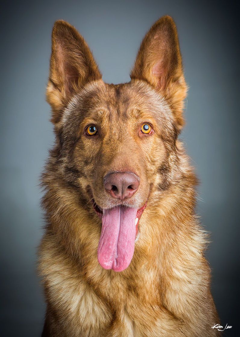 A brown dog with a pink tongue sticking out is looking at the camera.