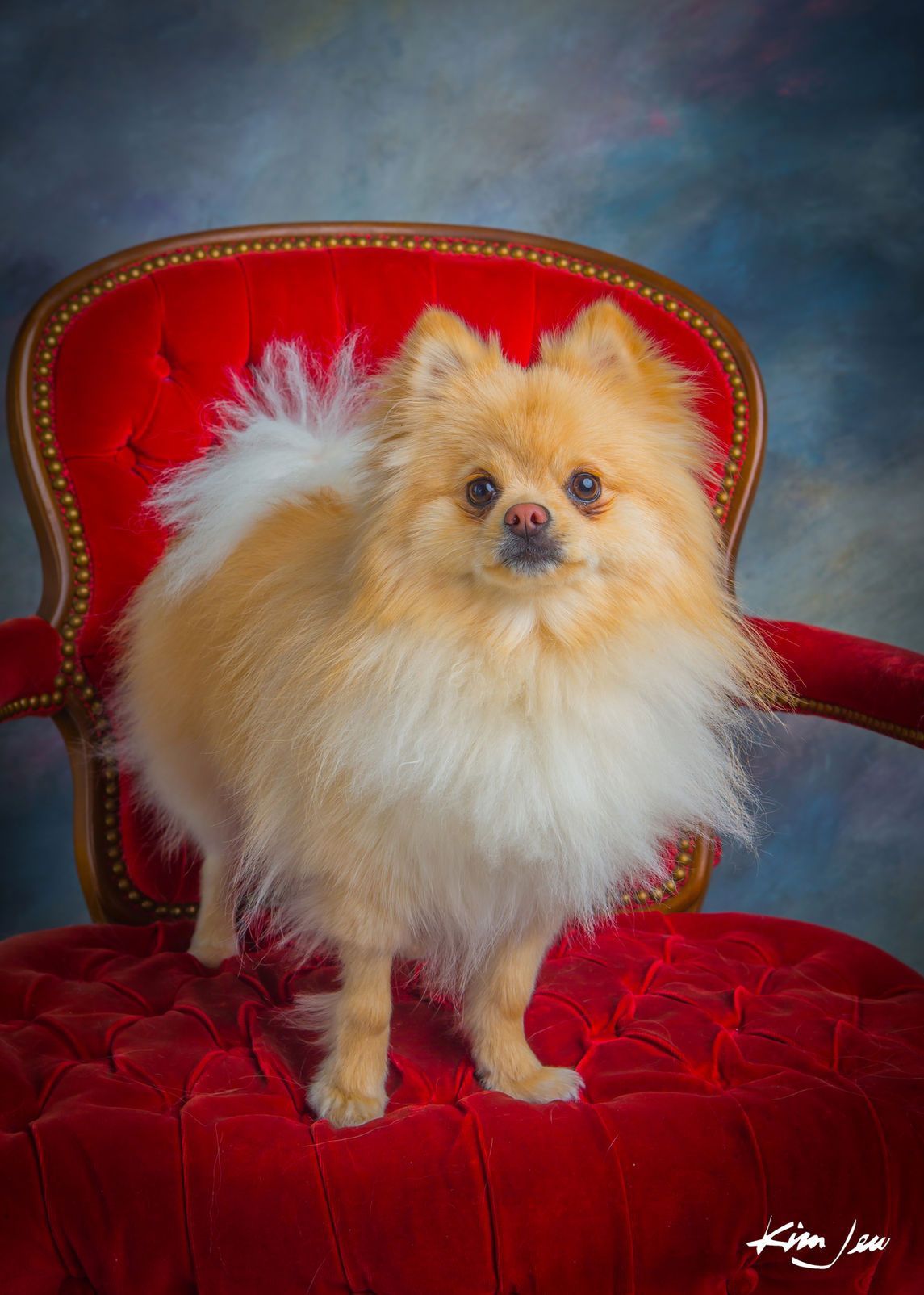A pomeranian dog is sitting on a red chair.
