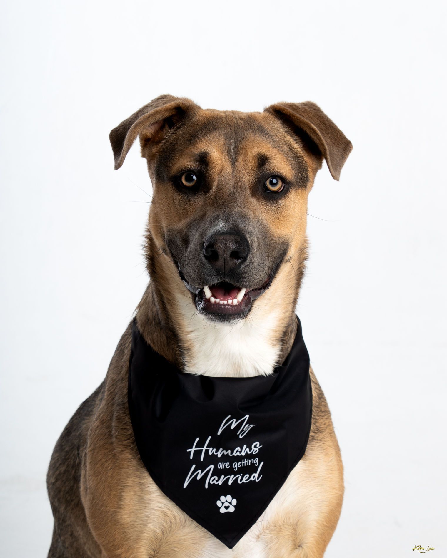 A brown and white dog wearing a black bandana.