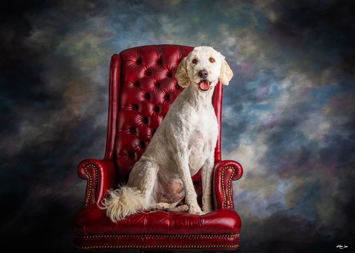 A white dog is sitting in a red leather chair.