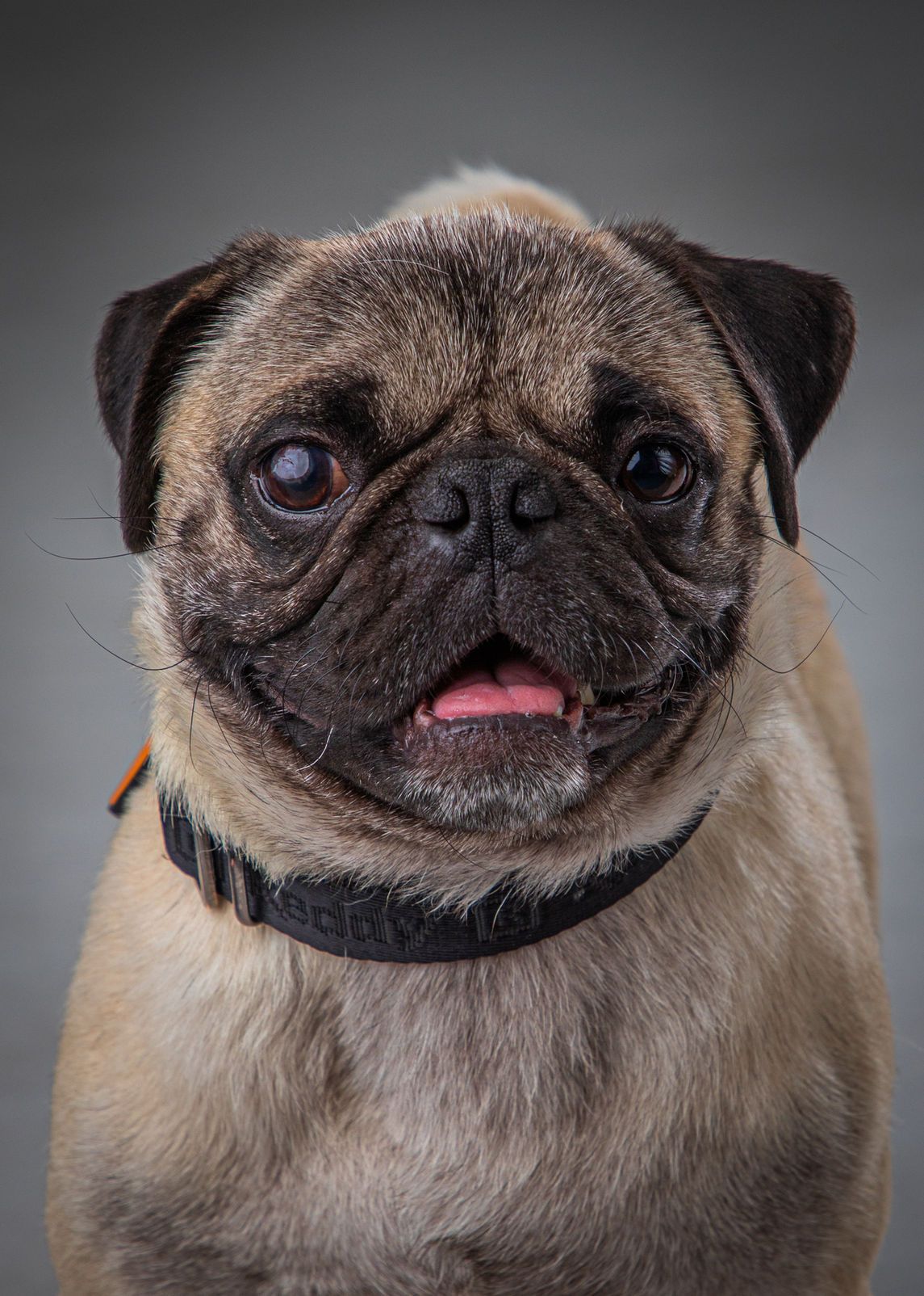 A close up of a pug dog with its tongue out.