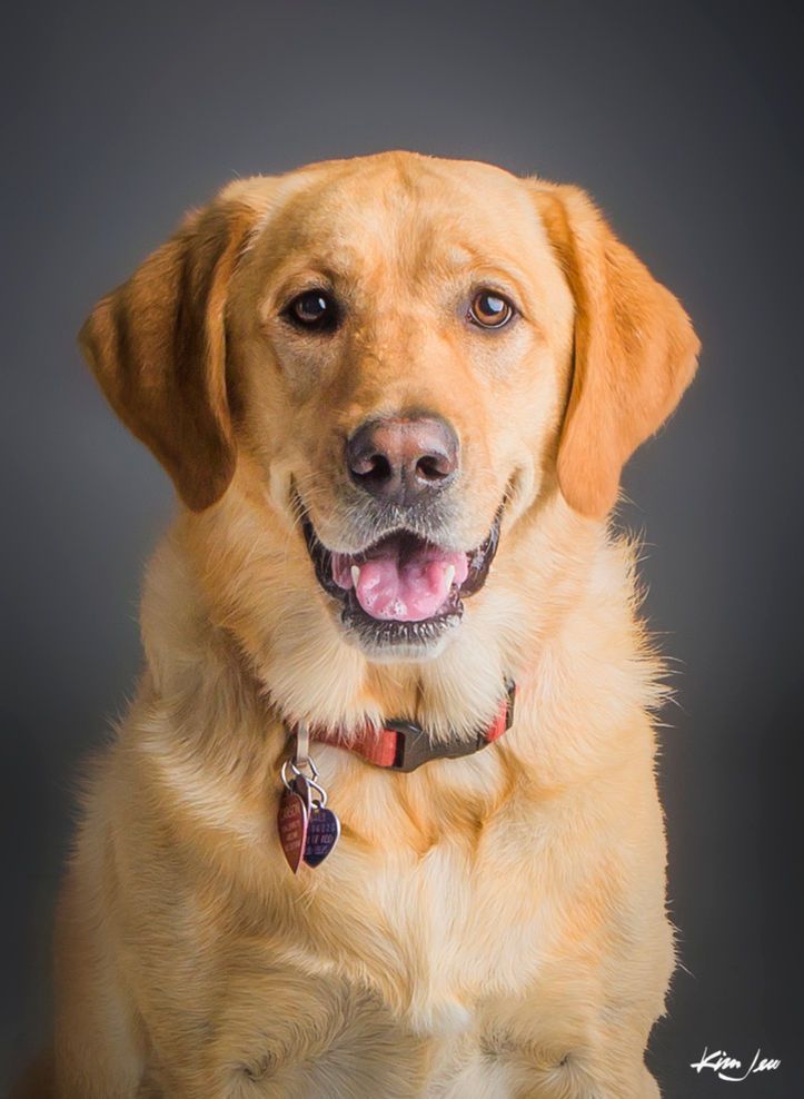 A close up of a dog with its mouth open and its tongue out.